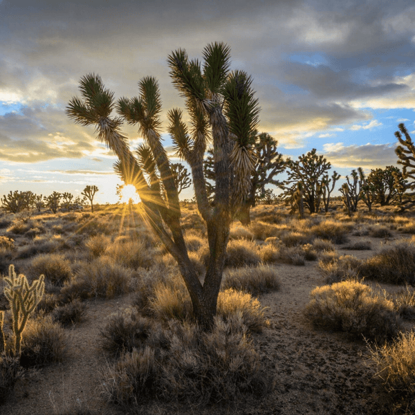 Best Southern California Off-Road Trails for 4x4 Adventurers - Truck Brigade