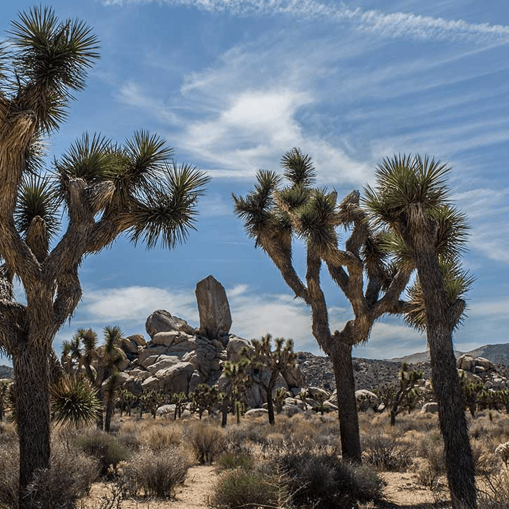From Pioneertown to Big Bear: Burns Canyon Trail Guide - Truck Brigade