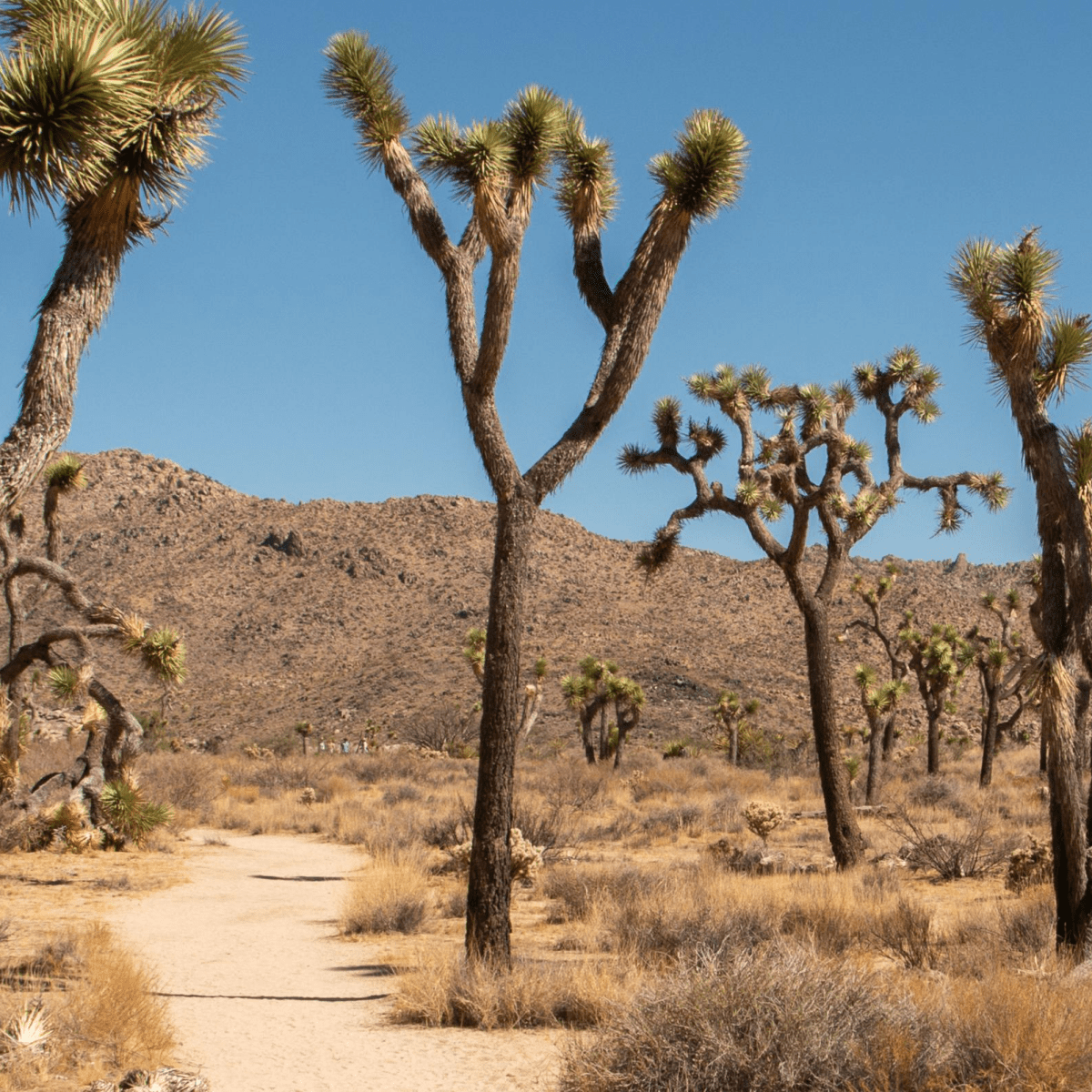 Joshua Tree Off-Road Trails Bucket List: Routes You Can't Miss - Truck Brigade